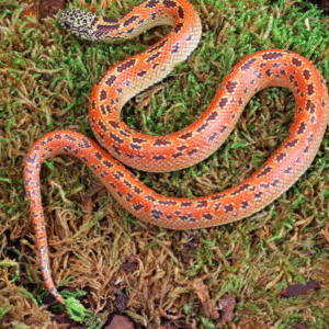 Baby Hypo Mosaic Florida Kingsnake for sale