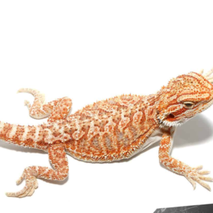 Baby Hypo Tricolor Bearded Dragon for sale