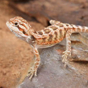 Baby Inferno Bearded Dragon for sale.
