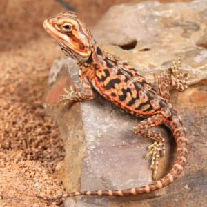 Baby Inferno Silky Bearded Dragon for sale
