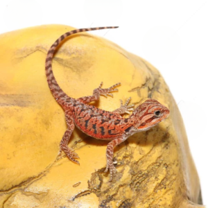Baby Inferno Translucent Bearded Dragon for sale