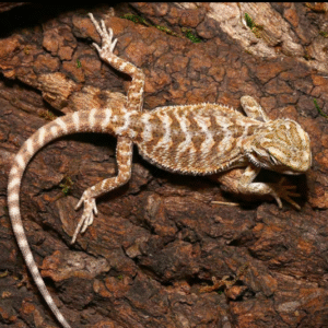 Baby Lemon Drop Bearded Dragon for sale