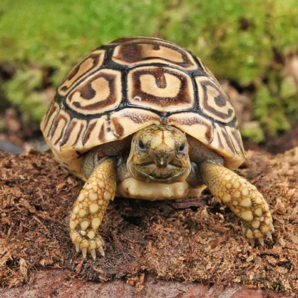 Baby Leopard Tortoise available for sale
