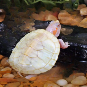 Leubino Red Ear Slider Turtle for sale.