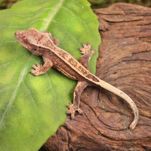 Baby Lilly White Quad Stripe Crested Gecko for sale