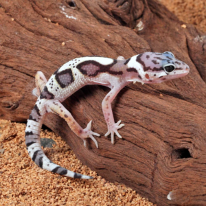 Baby Mack Snow Clown Leopard Gecko for sale