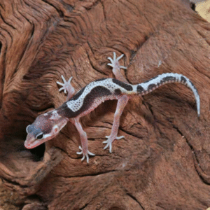 Baby Mack Snow Leopard Gecko for sale
