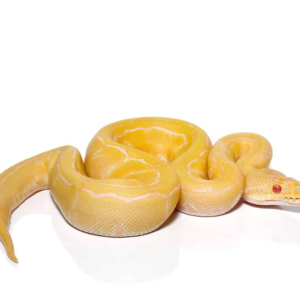 Baby Male Albino Pinstripe Ball Python for sale