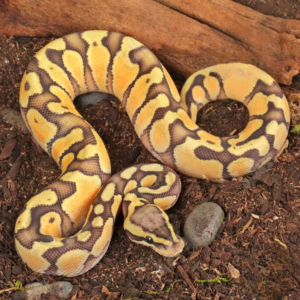 Baby Male Ghost Enchi Pastel Ball Python for sale