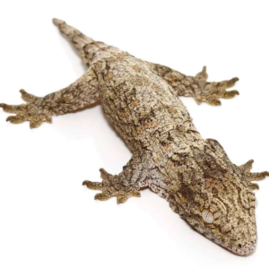 Baby Mt. Koghis Leachianus Gecko for sale