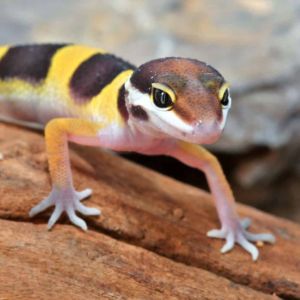 Baby Normal Leopard Gecko for sale