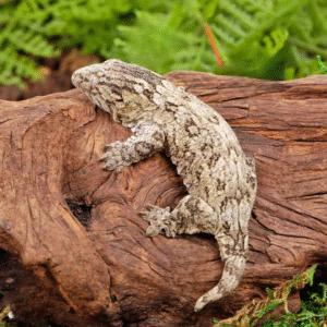 Baby Nu Ana Leachianus Gecko for sale