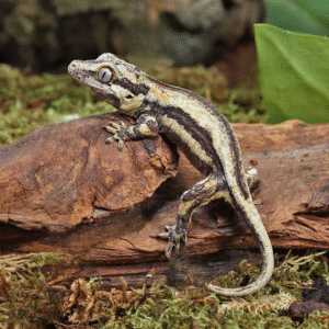Baby Oreo Gargoyle Gecko for sale