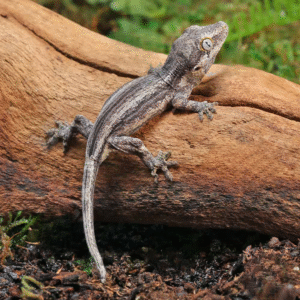 Baby Oreo Stripe Gargoyle Gecko for sale