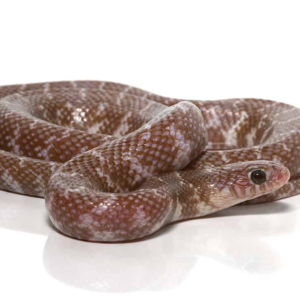 Baby Pewter Jelly Axanthic Kingsnake for sale
