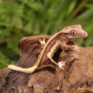 Baby Pinstripe Lilly White Crested Gecko for sale