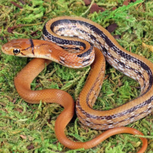 Baby Radiated Ratsnake for sale.
