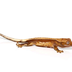 Baby Red Base Quadstripe Crested Gecko for sale