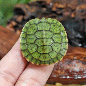 Baby Red Ear Slider Turtle available for sale