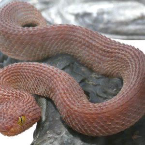 Baby Red Patternless Squamigera Bush Viper for sale