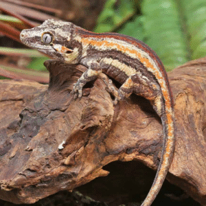Baby Red Striped Gargoyle Gecko for sale