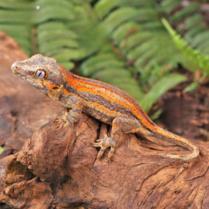 Baby Red Striped Gargoyle Gecko for sale