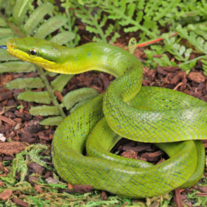Baby Red Tailed Green Ratsnake for sale.
