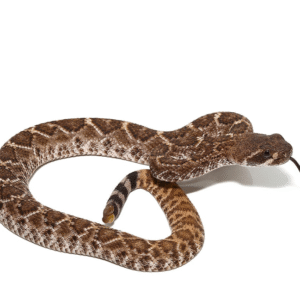 Baby Red Western Diamondback Rattlesnake for sale