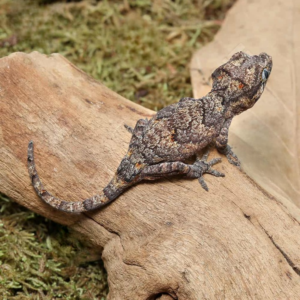 Baby Reticulated Gargoyle Gecko for sale