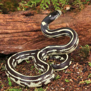 Baby Reverse Striped California Kingsnake for sale