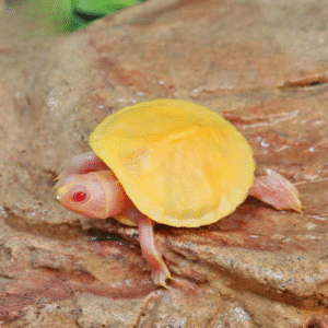 Baby Snow Albino Red Ear Slider Turtle