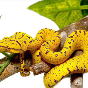Baby Sorong Green Tree Python for sale.