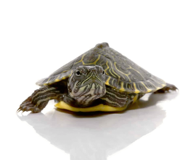 Baby Southern River Cooter Turtle for sale