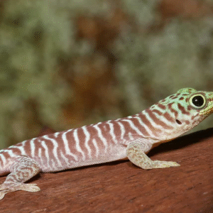 Baby Standings Day Gecko for sale