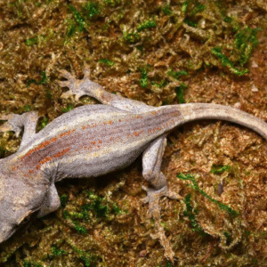 Baby Striped Gargoyle Gecko for sale