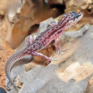 Baby Striped Snow Leopard Gecko for sale