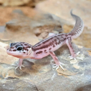 Baby Striped Snow Leopard Gecko for sale