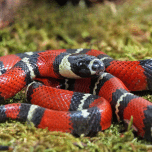 Baby Stuart’s Milksnake for sale.