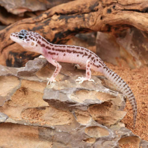 Baby Super Snow Leopard Gecko for sale