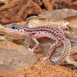Baby Super Snow Leopard Gecko for sale