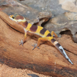 Baby Tangerine Leopard Gecko for sale