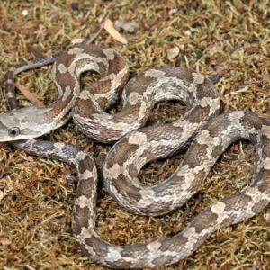 Baby Texas Ratsnake for sale.