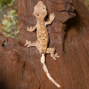 Baby Tiger Dalmatian Crested Gecko for sale