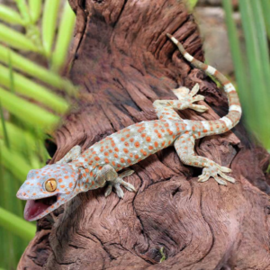 Baby Tokay Gecko for sale