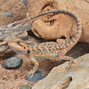 Baby Translucent Bearded Dragon (4 – 5”) for sale