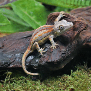 Baby Tri Striped Gargoyle Gecko for sale