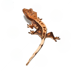Baby Tricolor Crested Gecko for sale