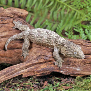 Baby Yate x Poindimie x Gran Terre Leachianus Gecko for sale