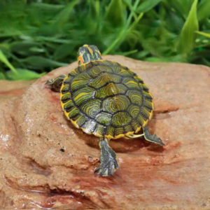 Baby Yellowbelly Slider Turtle for sale