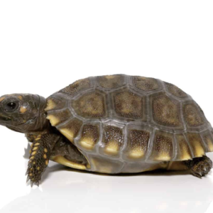 Baby Yellowfoot Tortoise available for sale